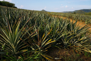 agriculture pineapple fruit plant 