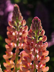 Lupine