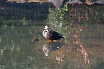 浅い池の水面に綺麗なリフレクションが映っているカルガモ