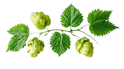 Verdant Hops: A Fresh Botanical Still Life with Lush Green Leaves and Cones, Ideal for Brewing, Herbal Remedies, and Culinary Inspiration