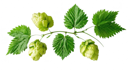 Verdant Hops: A Fresh Botanical Still Life with Lush Green Leaves and Cones, Ideal for Brewing, Herbal Remedies, and Culinary Inspiration