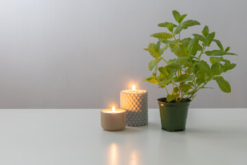mint in green flowerpot with burning candles on white table