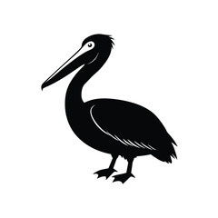 pelican on white background