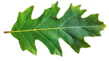 Fototapeta premium Majestic Oak Leaf: A Detailed Macro View of Nature's Intricate Design, Revealing the Beauty of Botanical Foliage and Vibrant Green Textures
