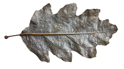 Autumnal Oak Leaf: A Symphony of Textures and Veins in Nature's Palette, a Detailed Macro Study of Seasonal Foliage on Black Background