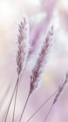 Fototapeta premium Soft, wispy grass against a dreamy pastel background in a serene natural setting