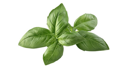 Fresh basil leaves arranged beautifully on a white background ideal for culinary use and flavor enhancement