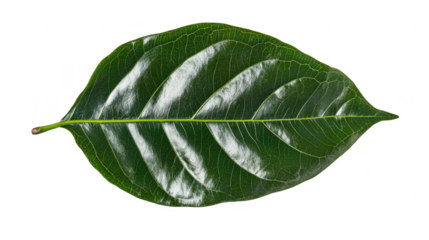 Lush Green Leaf: A Botanical Study in Texture, Veins, and Vibrant Color for Natural Designs, Organic Elements, and Eco-Friendly Visuals