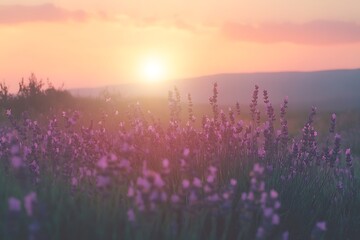 Blooming Lavender Field with Moody Pastel Sunset, Serene Floral Landscape