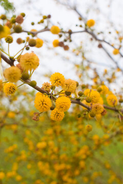 gum arabic tree plant, Vachellia nilotica flowers. Its other names gum arabic tree,&nbsp;babul, thorn mimosa, Egyptian acacia and thorny acacia Yellow Wildflower. Vachellia nilotica flowers. Its other nam 