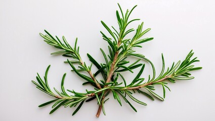 Fototapeta premium Fresh rosemary leaves isolated for culinary and medicinal use