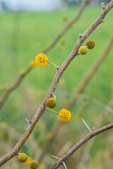gum arabic tree plant, Vachellia nilotica flowers. Its other names gum arabic tree, babul, thorn mimosa, Egyptian acacia and thorny acacia Yellow Wildflower. Vachellia nilotica flowers. Its other nam 