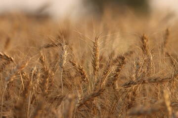 Close-up of golden wheat ears in a field, capturing the essence of agriculture