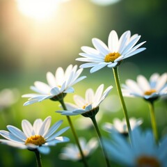 Close-up of white daisy flowers in radiant sunlight, petals, sunny