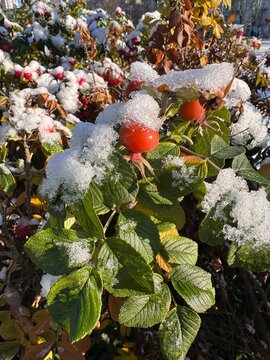 Blending winter and autumn or fall, rosehip bush with berries and green leaves covered with snow. Changing seasons, weather, climate concept.
