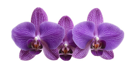 Obraz premium Exquisite Purple Orchid Blooms: A Captivating Floral Display of Nature's Beauty, Perfect for Elegant Backgrounds and Decorative Designs.