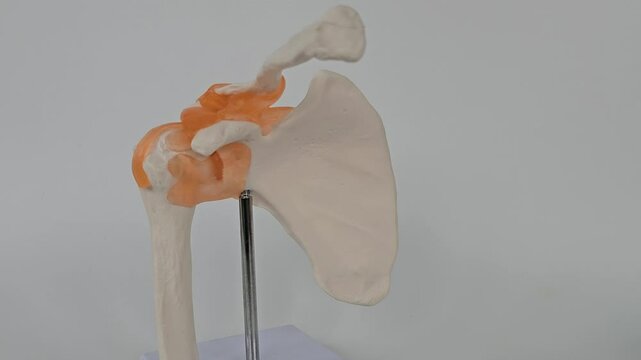 Understanding the anatomy of the human shoulder joint using a detailed model