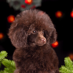 Portrait of cute chocolate poodle puppy