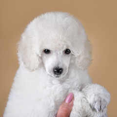 Studio portrait of white poodle puppy