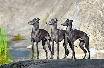 Three Italian Greyhounds dogs