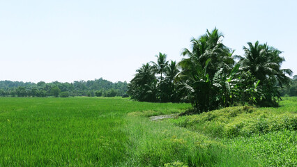Beautiful Kerala landscape with vast paddy field
