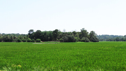 Beautiful Kerala landscape with vast paddy field