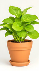 Obraz premium Vibrant green foliage plant in terracotta pot