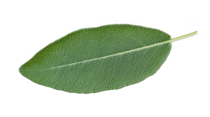 Sage Leaf Close-Up: Aromatic Herb, Culinary Ingredient, and Natural Flavor Enhancer for Cooking, Isolated on Black Background
