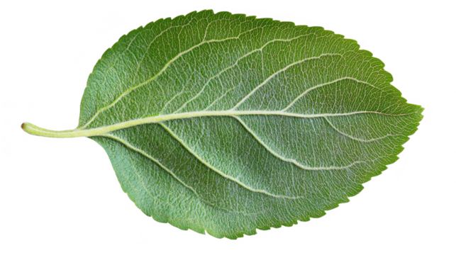 Verdant Vitality: A Macro View of a Single Green Leaf, Revealing Intricate Veins and Textures in Natural Light, Perfect for Botanical and Eco-Themed Designs