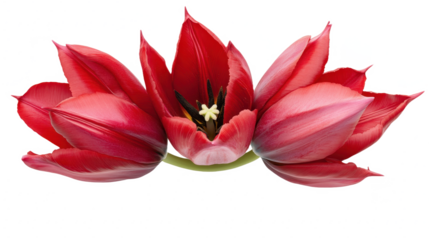 Exquisite Red Tulips: A Floral Symphony of Spring, Nature's Vibrant Palette, and Botanical Beauty in a Detailed Close-Up for Elegant Designs