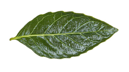 Obraz premium Verdant Leaf: A Close-Up of Nature's Intricate Veins and Textures, Ideal for Botanical Studies, Herbal Remedies, and Natural Beauty Concepts
