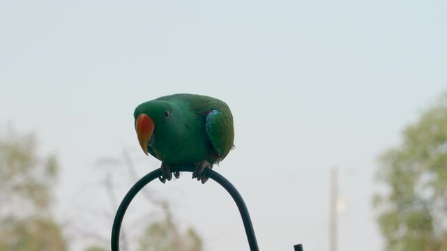 Male Eclectus Parrot wanting to be Picked up