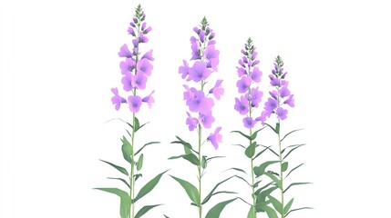 Obraz premium Three delicate lavender flowers against a white background
