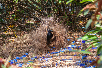 Männlicher Seidenlaubenvogel an seinem Laubenbau. Wollongong, Australien (NSW). Mit blauen...