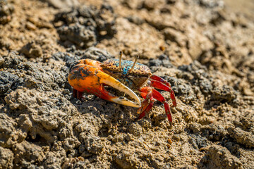 crab on the beach
