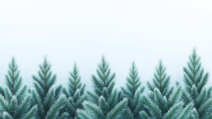 Obraz premium Evergreen trees stand tall against a light blue sky