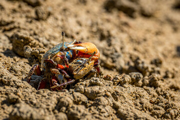 crab on the beach