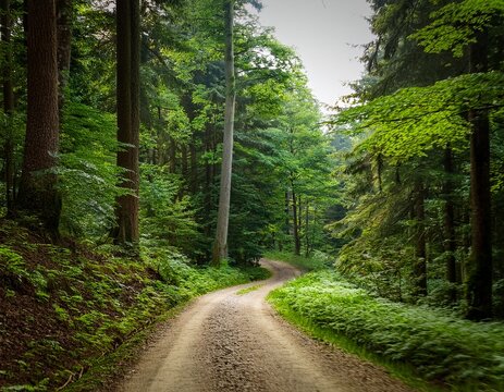 a winding dirt road disappears into the dense foliage of a lush forest with tall trees and vibrant greenery on either side rural landscape serene path
