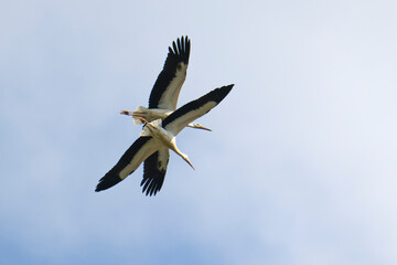 Weißstörche im Flug bei der Futtersuche über eine Wiese	