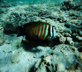 Tropical fish in the sea of Egypt, Red Sea.