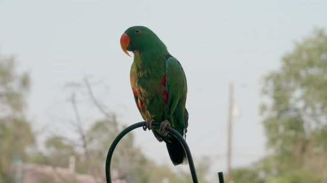Male Eclectus Parrot Purched outside