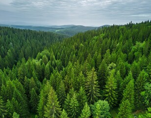Obraz premium Generated image Aerial view of green forest of old spruce, fir and pine trees nature landscape