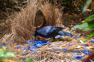 Männlicher Seidenlaubenvogel an seinem Laubenbau. Wollongong, Australien (NSW). Mit blauen Plastikabfall wird das Weibchen angelockt.