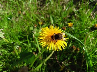 bumblebee on the dandelion