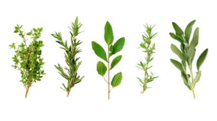 Freshly picked herbs displayed on a white background showcasing a variety of fragrances and flavors for cooking enthusiasts and culinary professionals