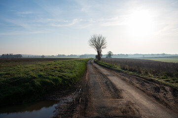 Tree on rural road with crop fields either side and blue skies, near Lumby, North Yorkshire