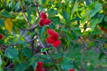 The spiky red seed pods of the Bixa orellana tree, also known as Annatto or Achiote.