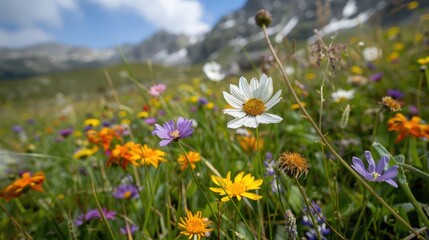 Obraz premium Vibrant Alpine Wildflowers in Bloom