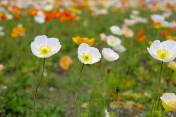 Beautiful poppy flower garden. The Expo 70 Commemorative Park, Osaka, Japan
