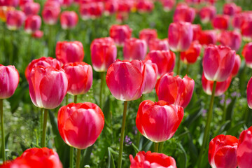 Beautiful tulip flower in the park